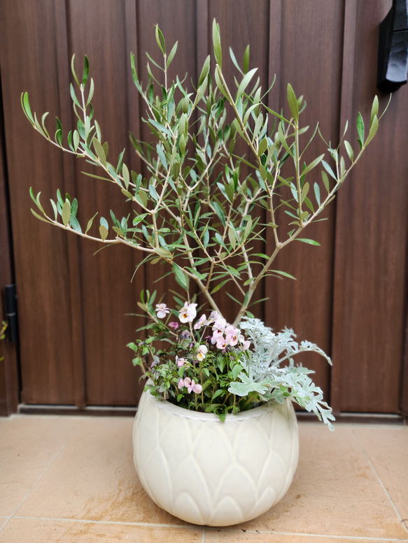 オリーブの木 エルグレコ 寄せ植え 陶器鉢植え 観葉植物 シンボル