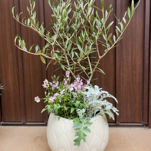 再販 オリーブの木 エルグレコ 寄せ植え 陶器鉢植え 観葉植物 シンボル
