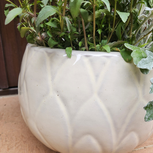 再販 オリーブの木 エルグレコ 寄せ植え 陶器鉢植え 観葉植物 シンボル