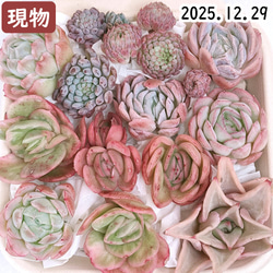 花月夜 (抜き苗)【エケベリア】多肉植物 多肉植物 エケベリアSKETCH