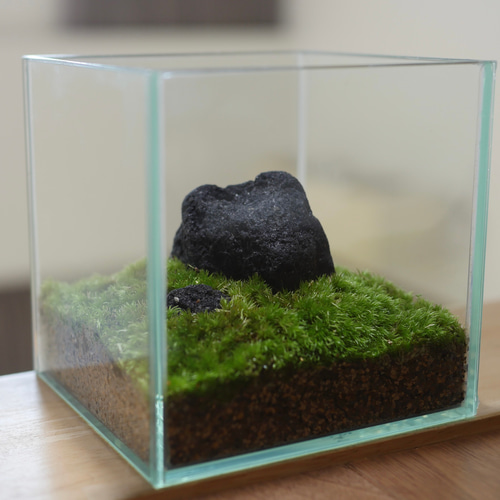 苔テラリウム/インテリアグリーン/10cm/一点物 立体・オブジェ たぬき
