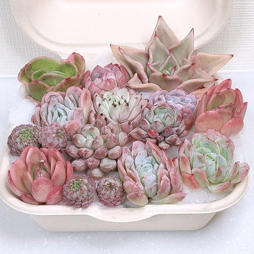 エケベリア セット (未発根)【多肉植物】 多肉植物 エケベリアSKETCH