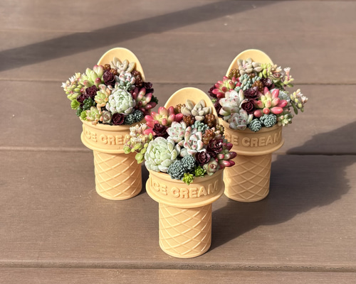 多肉植物 寄せ植え アイスクリーム‪ෆ‪.*・゜そのまま飾れる 多肉植物‬‬