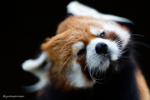 レッサーパンダ ポストカード 写真・グラフィック あき 通販 20269561