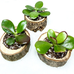 ☆縁起物⭐️多肉植物⭐️花月・金成草・お金のなる木⭐️根付き抜き苗