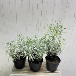 観葉植物 オリーブ ルッカ 8号 SOUJU 観葉植物 オリーブ ルッカ 8号 SOUJU