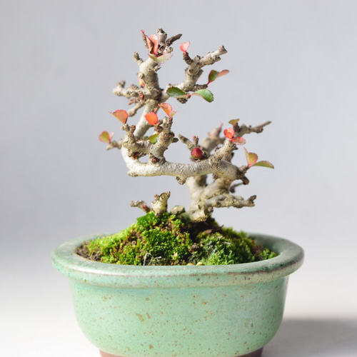 赤花長寿梅 盆栽12 盆栽 盆栽やす 通販 20270807｜Creema(クリーマ)