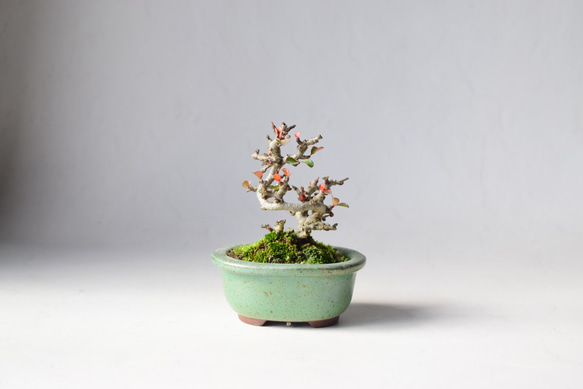 長寿梅‼️赤花‼️値下げ 送料無料 盆栽 かわいい赤花を咲かせるミニ長寿梅の盆栽 受け皿付き