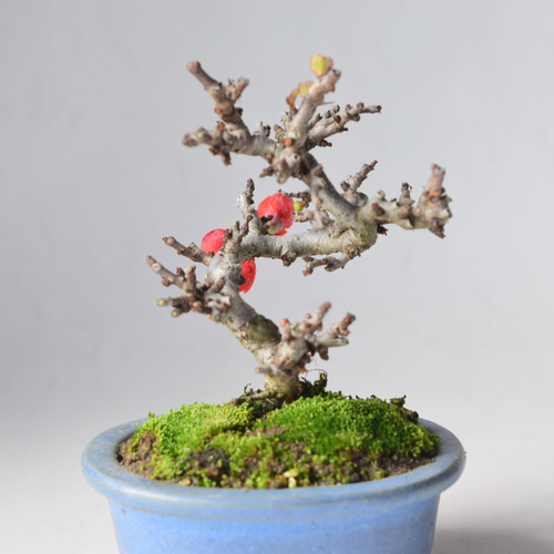 赤花長寿梅 盆栽13 盆栽 盆栽やす 通販 20270815｜Creema(クリーマ)
