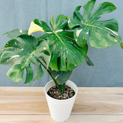 現品］84番 アロエ ディコトマ 8号 観葉植物 室内 屋外 おしゃれ