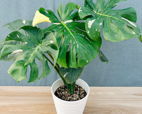 現品］【希少】88番 モンステラ 斑入り 7号 レア 観葉植物 室内 鉢