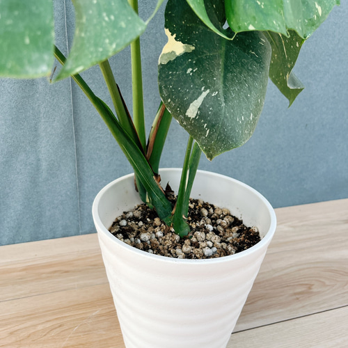 現品］【希少】88番 モンステラ 斑入り 7号 レア 観葉植物 室内 鉢