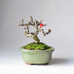 実姿 ハリツルマサキ（ハートの木） 盆栽5 盆栽 盆栽やす 通販