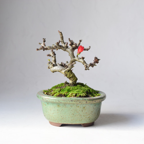 赤花長寿梅 盆栽15 盆栽 盆栽やす 通販 20270826｜Creema(クリーマ)