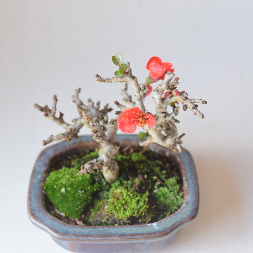 長寿梅‼️赤花‼️値下げ 父の日の贈り物に！】送料無料でお届け！年に数回可憐な花が楽しめます