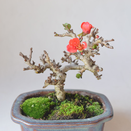 赤花長寿梅 盆栽16 盆栽 盆栽やす 通販 20270834｜Creema(クリーマ)