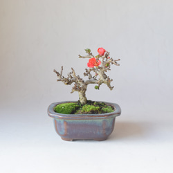 実姿 ハリツルマサキ（ハートの木） 盆栽5 盆栽 盆栽やす 通販