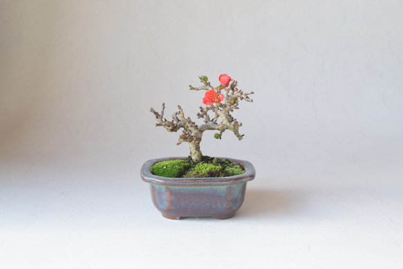 長寿梅　赤花 長寿梅（赤花） | 盆栽、盆栽書籍、盆栽鉢の通販│近代出版