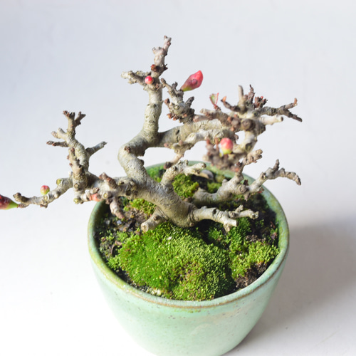 赤花長寿梅 盆栽17 盆栽 盆栽やす 通販 20270840｜Creema(クリーマ)