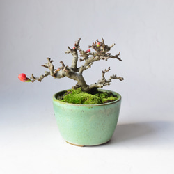 ユスラウメ no.86 盆栽 盆栽やす 通販 13620104｜Creema(クリーマ)