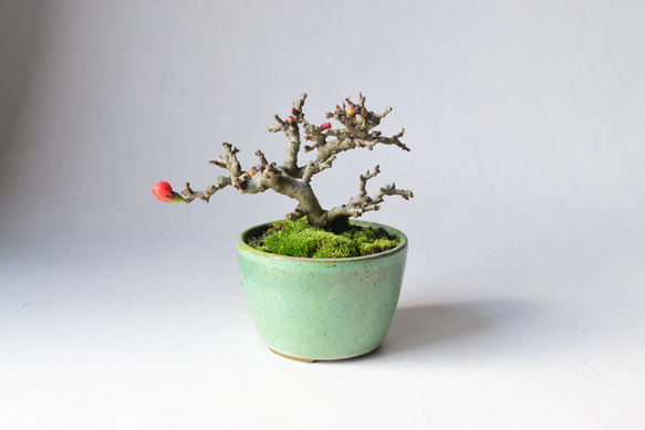 赤花長寿梅 盆栽17 盆栽 盆栽やす 通販 20270840｜Creema(クリーマ)