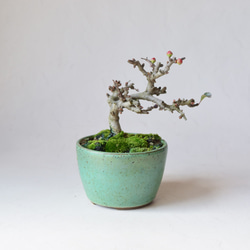 長寿梅‼️赤花‼️値下げ 父の日の贈り物に！】送料無料でお届け！年に数回可憐な花が楽しめます