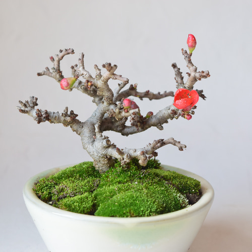 赤花長寿梅(小石原鉢) 盆栽19 盆栽 盆栽やす 通販 20270888｜Creema