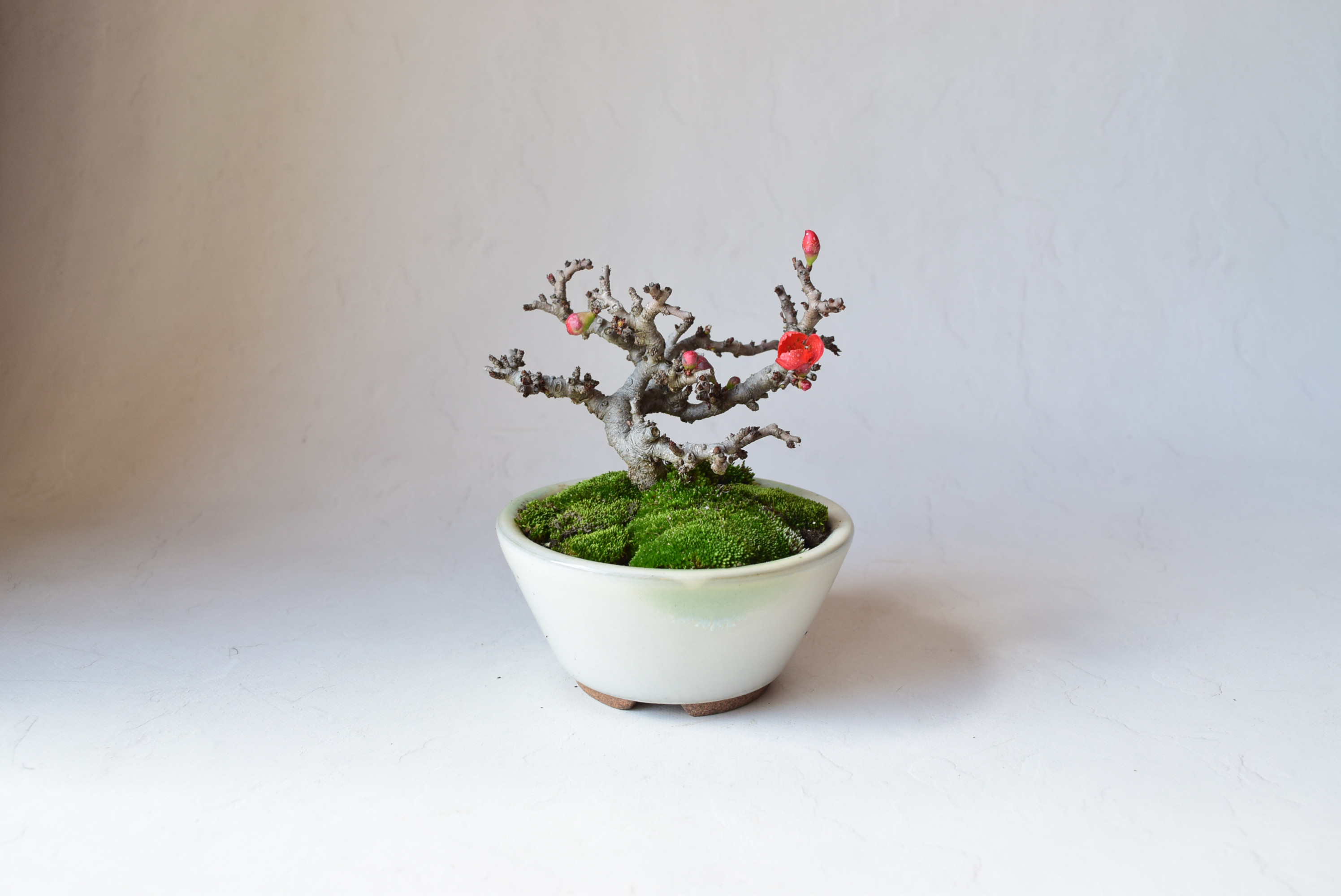 赤花長寿梅(小石原鉢)　　　盆栽19