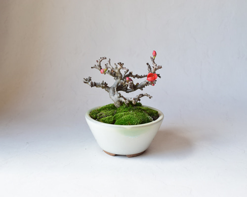 赤花長寿梅(小石原鉢) 盆栽19 盆栽 盆栽やす 通販 20270888｜Creema