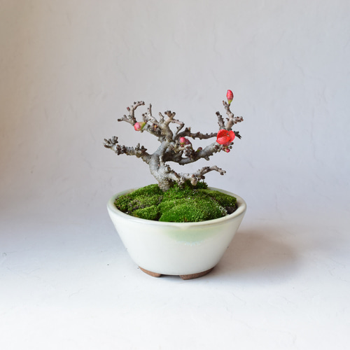 赤花長寿梅(小石原鉢) 盆栽19 盆栽 盆栽やす 通販 20270888｜Creema