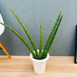 現品］84番 アロエ ディコトマ 8号 観葉植物 室内 屋外 おしゃれ