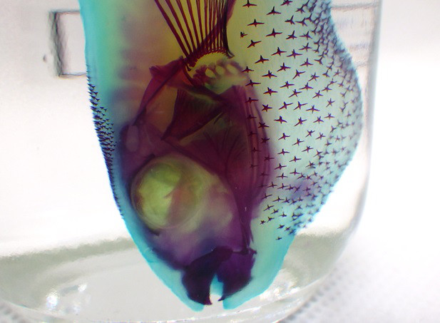 シロサバフグ　透明標本