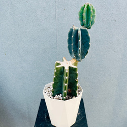 ［現品］ドラセナ　紅光　コルディリネ　8号　観葉植物　室内　大型　おしゃれ 現品］ドラセナ 紅光 コルディリネ 8号 観葉植物 室内 大型 おしゃれ