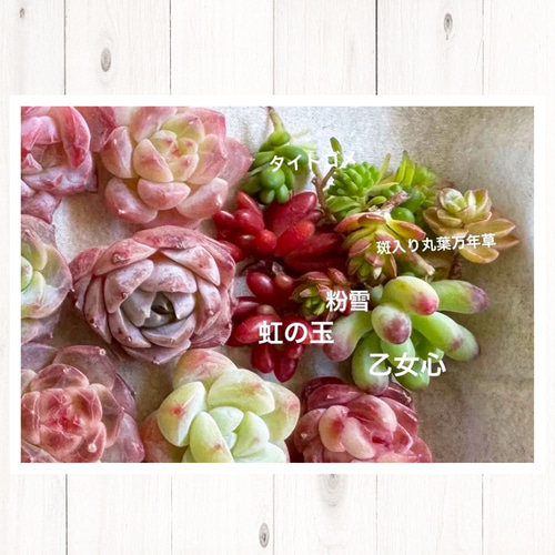 多肉植物 可愛い♡小苗セット① 多肉植物 可愛い♡小苗セット - メルカリ