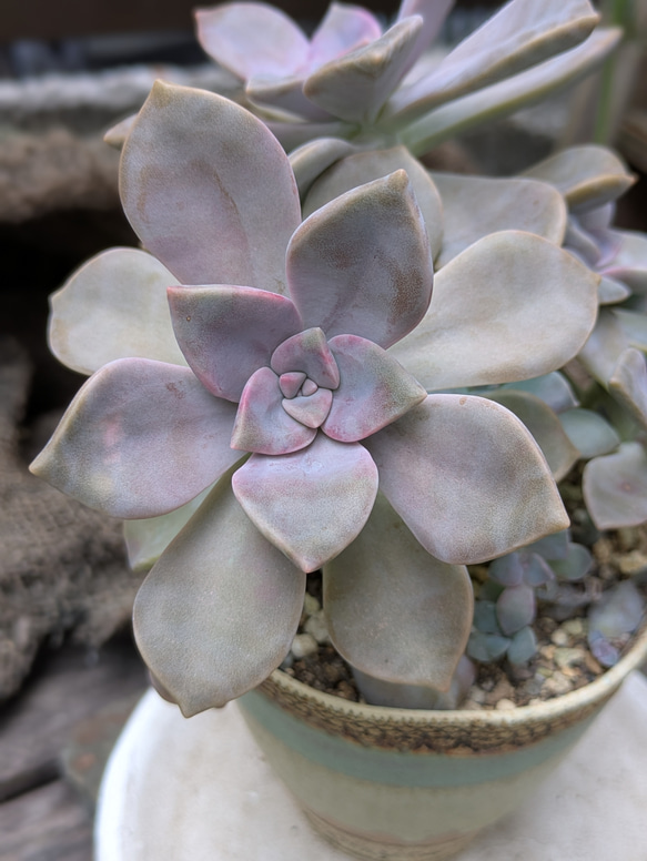 多肉植物 パープルディライト カット苗 1つ 多肉植物 ミクロ 通販