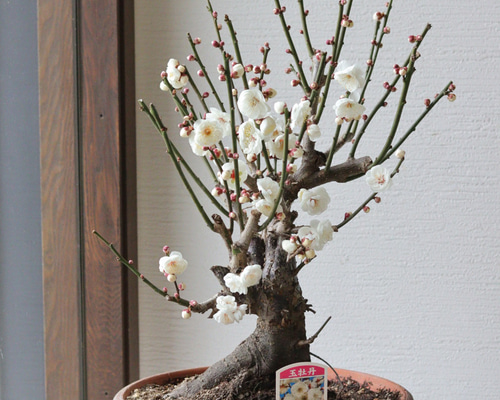 梅の盆栽【玉牡丹】-たまぼたん- ② 多肉植物 トータルプランツ