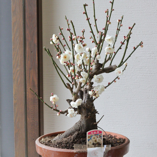 梅の盆栽【玉牡丹】-たまぼたん- ② 多肉植物 トータルプランツ