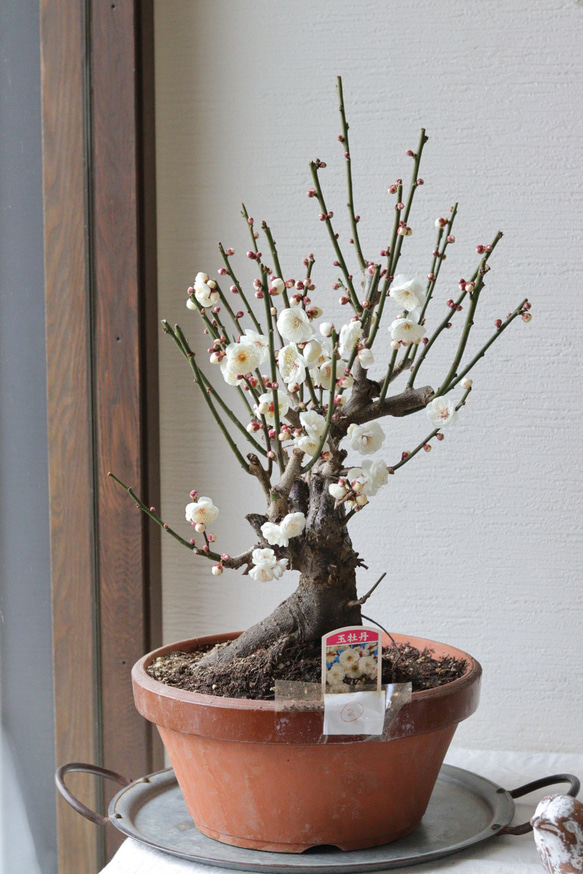 梅の盆栽【玉牡丹】-たまぼたん- ② 多肉植物 トータルプランツ