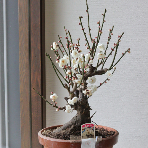 梅の盆栽【玉牡丹】-たまぼたん- ② 多肉植物 トータルプランツ