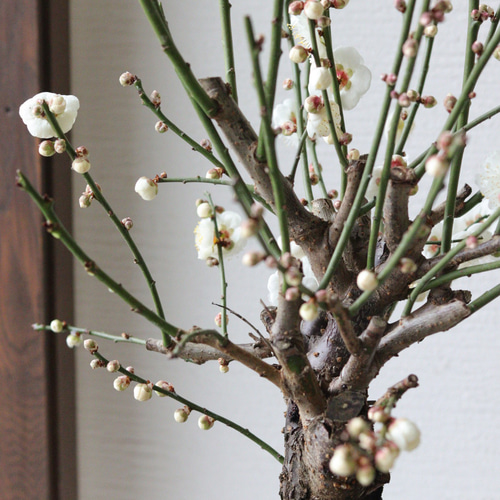 梅の盆栽【玉牡丹】-たまぼたん- ③ 多肉植物 トータルプランツ