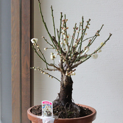 豪華♡大鉢♡ 梅の盆栽【玉牡丹】-たまぼたん- 梅の盆栽【玉牡丹】-たまぼたん- ③ 多肉植物 トータルプランツ