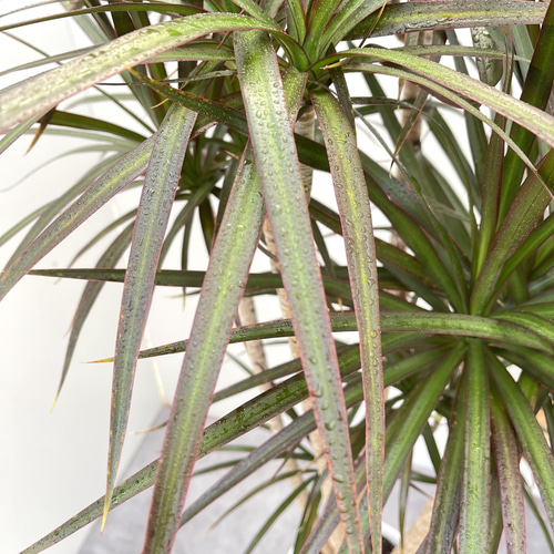 ドラセナ コンシンネ マジェンタ 1【現品】観葉植物 室内 大型 その他