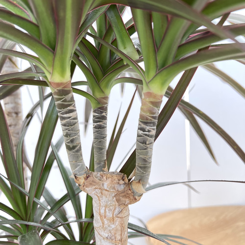 ドラセナ コンシンネ マジェンタ 1【現品】観葉植物 室内 大型 その他