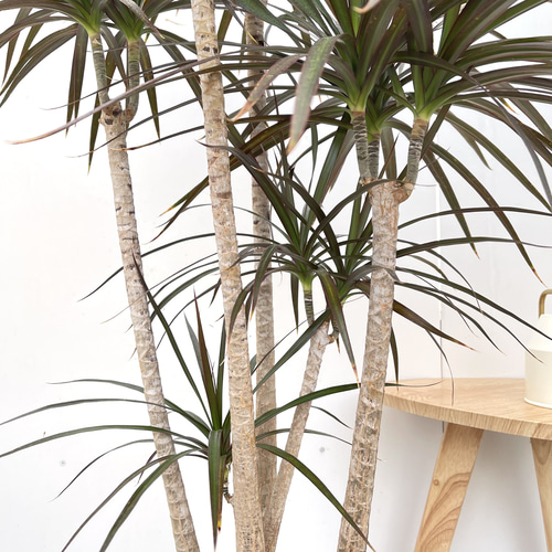 ドラセナ コンシンネ マジェンタ 1【現品】観葉植物 室内 大型 その他