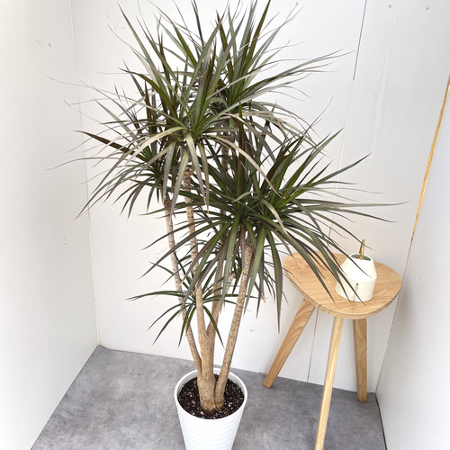 現品　ドラセナ　コンシンネ　マジェンタ　12番　観葉植物　ドラセナコンシンネ 現品 ドラセナ コンシンネ マジェンタ 12番 観葉植物 ドラセナコンシンネ