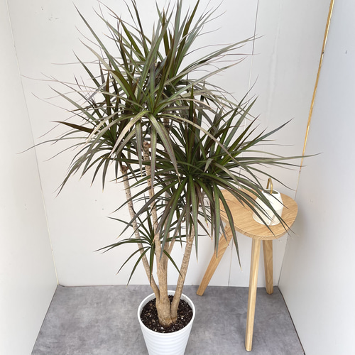 現品　ドラセナ　コンシンネ　ナビー　1番　観葉植物　特大　インテリア　室内 現品 ドラセナ コンシンネ ナビー 1番 観葉植物 特大 インテリア 室内