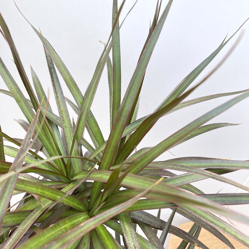 ドラセナ コンシンネ マジェンタ 1【現品】観葉植物 室内 大型 その他