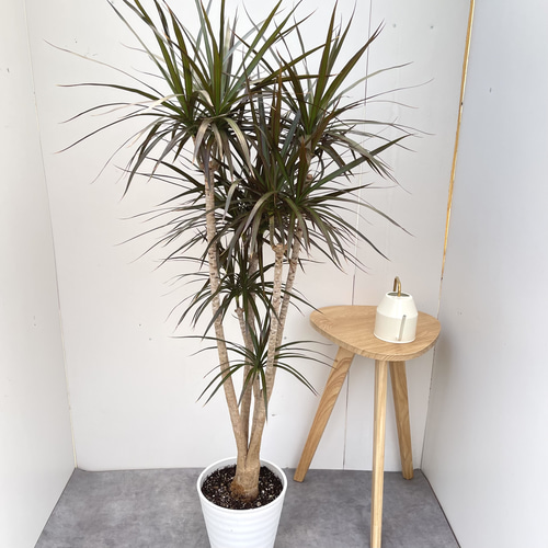 ドラセナ コンシンネ マジェンタ 1【現品】観葉植物 室内 大型 その他