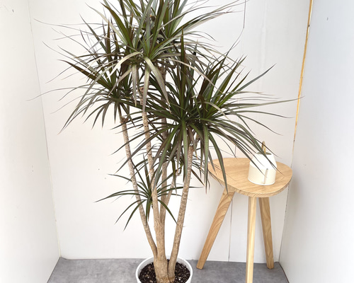 現品　ドラセナ　コンシンネ　マジェンダ　斑入り　観葉植物　特大　室内　インテリア ドラセナ コンシンネ マジェンタ 1【現品】観葉植物 室内 大型 その他