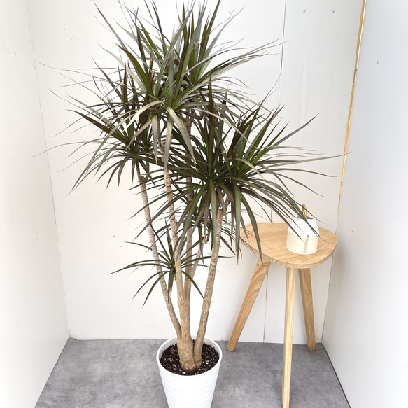 ドラセナ コンシンネ マジェンタ 1【現品】観葉植物 室内 大型 その他